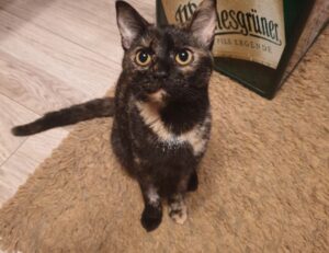 chatbot technology updates aggr8tech