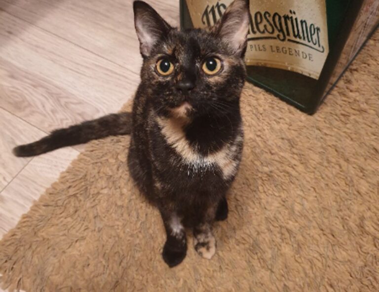 chatbot technology updates aggr8tech