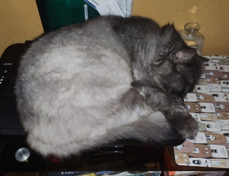 cyroket2585 online pc