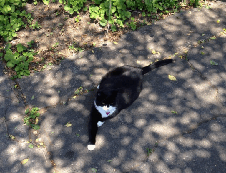 cyroket2585 release date