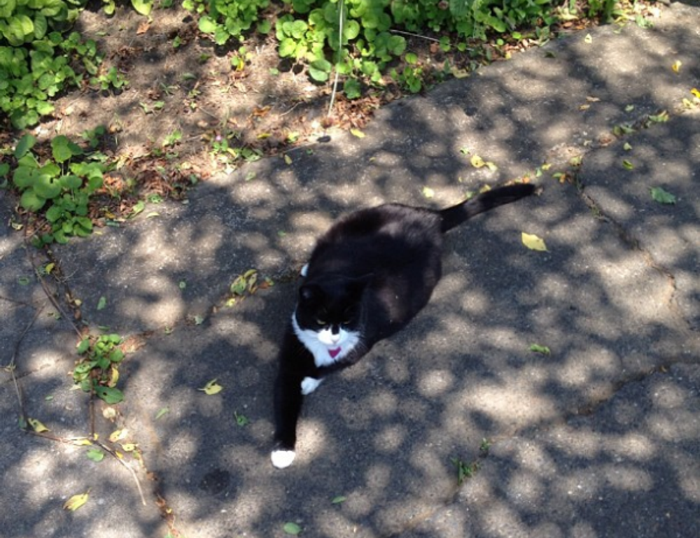 cyroket2585 release date