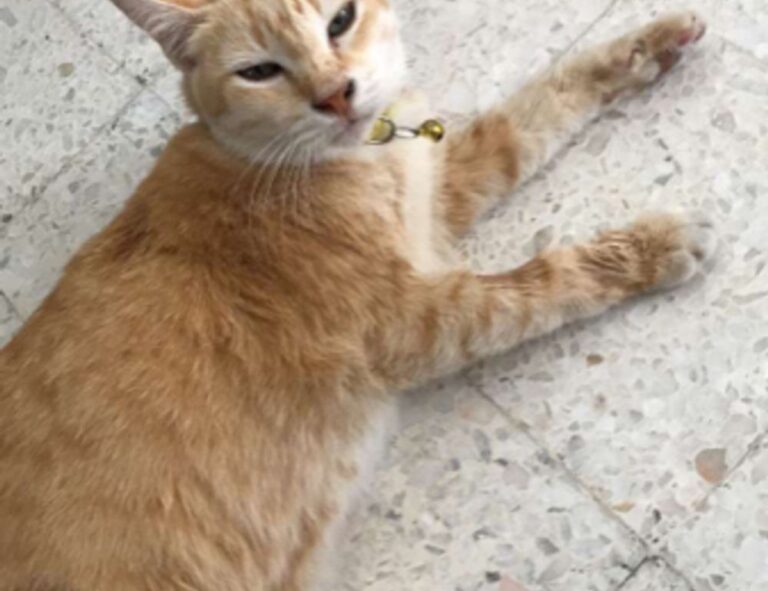 develop oxzep7 software