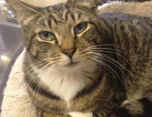 digital branding aggr8tech