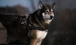 download ustudiobytes