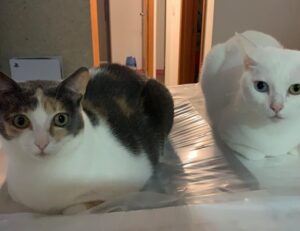 fix bug ralbel28.2.5