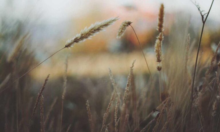 how to visit yukevalo island