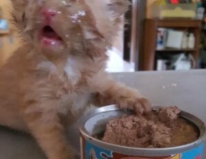 software name meetshaxs