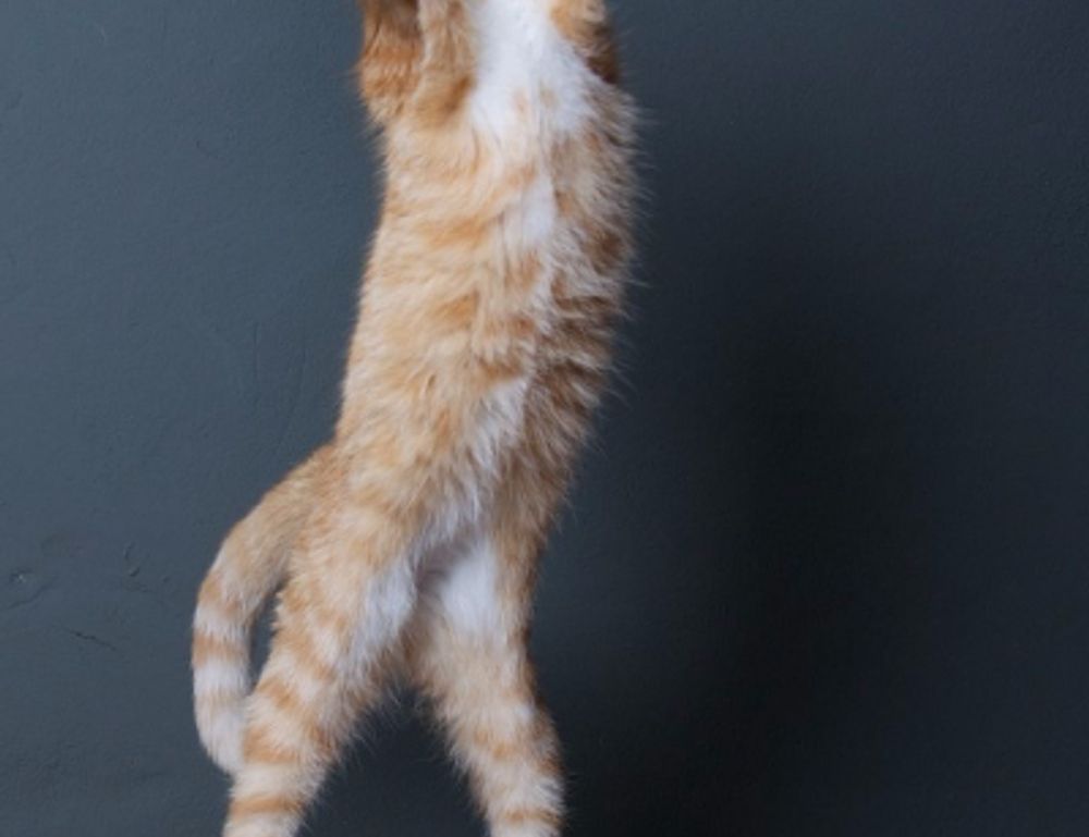 why does ozdikenosis kill you