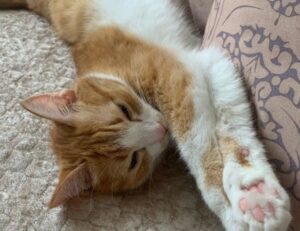 8tshare6a software download