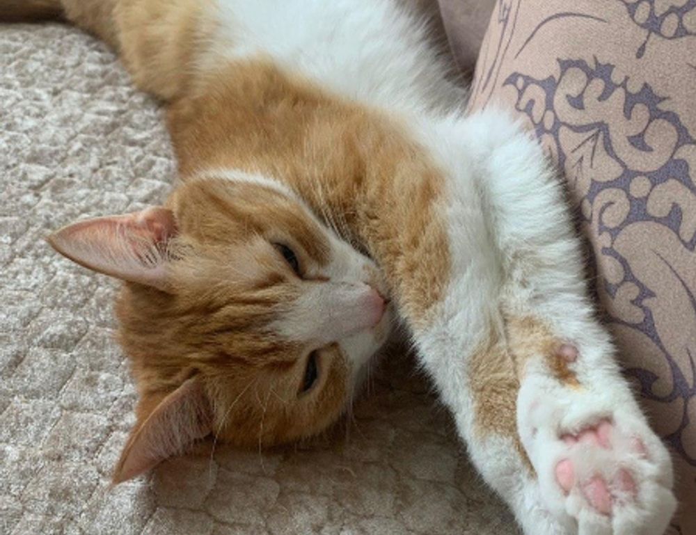 8tshare6a software download