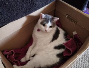 codes 8tshare6a python