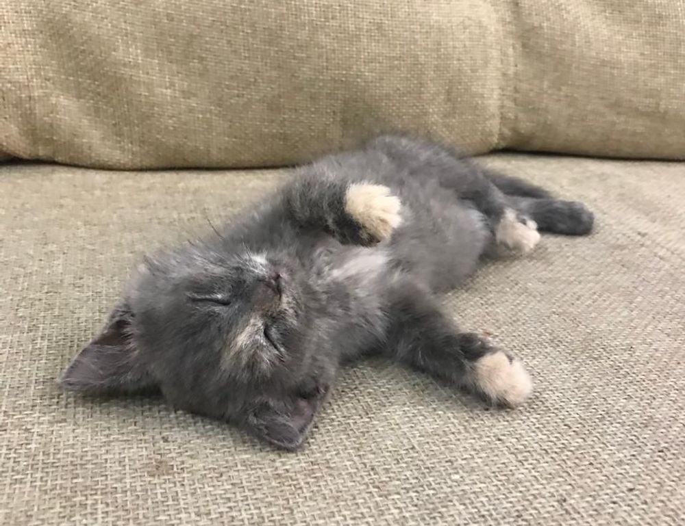 new software name 8tshare6a