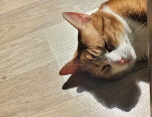 software 8tshare6a python