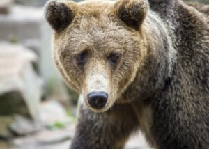 what is 8tshare6a python