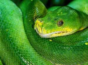 Software 8tshare6a Python